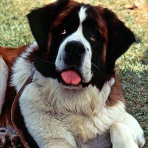 Bilder Ein Hund namens Beethoven