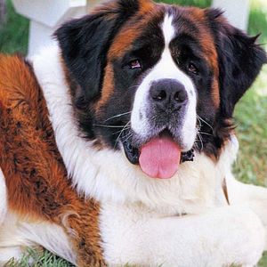 Bilder Ein Hund namens Beethoven