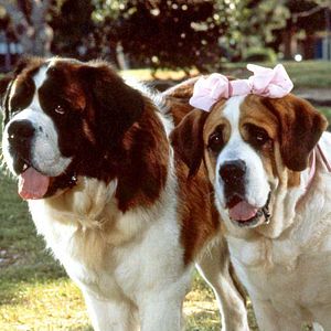 Bilder Ein Hund namens Beethoven