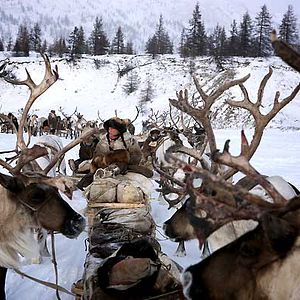 Bilder Der Junge und der Wolf