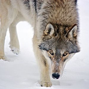 Bilder Der Junge und der Wolf