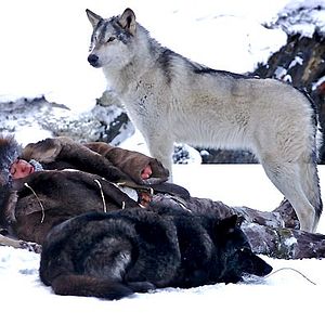 Bilder Der Junge und der Wolf