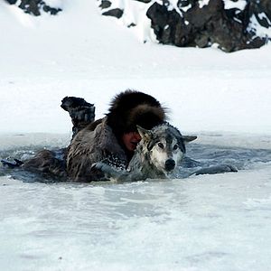 Bilder Der Junge und der Wolf