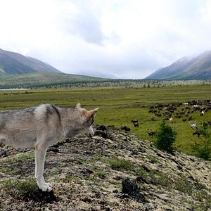 Bilder Der Junge und der Wolf