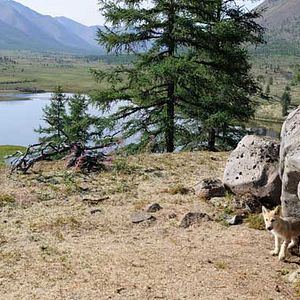 Bilder Der Junge und der Wolf