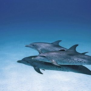 Bilder Jean-Jacques Mantello