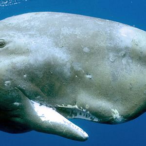 Bilder Jean-Jacques Mantello