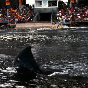 Bilder Der weiße Hai 3