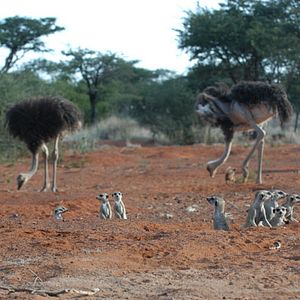 Bilder Wächter der Wüste