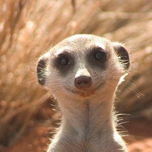 Bilder Wächter der Wüste