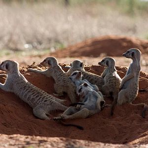 Bilder Wächter der Wüste