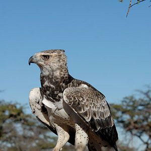 Bilder Wächter der Wüste