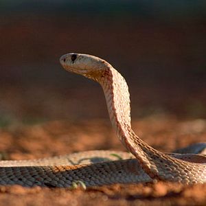 Bilder Wächter der Wüste