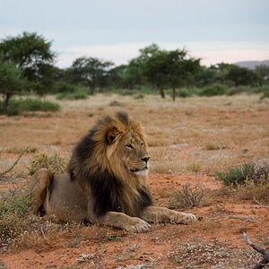 Bilder Wächter der Wüste