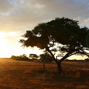 Bilder Wächter der Wüste