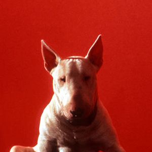 Bilder Bell mir das Lied vom Tod