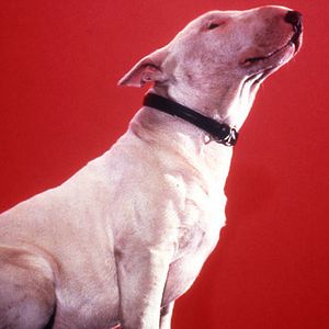 Bilder Bell mir das Lied vom Tod