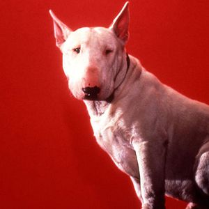 Bilder Bell mir das Lied vom Tod