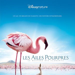 Bilder Das Geheimnis der Flamingos