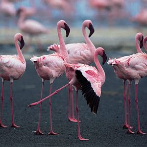 Bilder Das Geheimnis der Flamingos