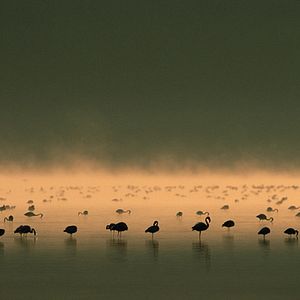 Bilder Das Geheimnis der Flamingos