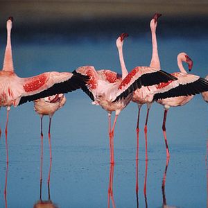 Bilder Das Geheimnis der Flamingos