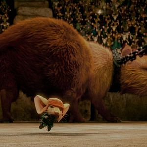 Bilder Robert Stevenhagen