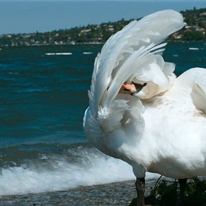 Bilder I Was a Swiss Banker