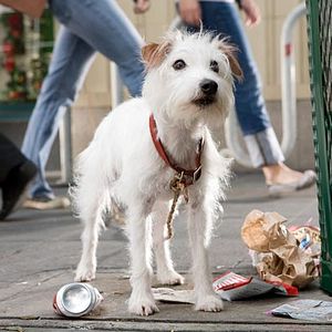 Bilder Das Hundehotel