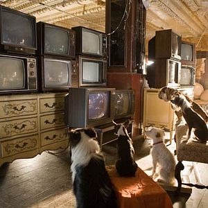 Bilder Das Hundehotel