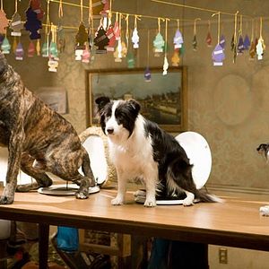 Bilder Das Hundehotel