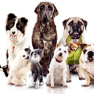 Bilder Das Hundehotel