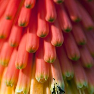 Bilder Louie Schwartzberg