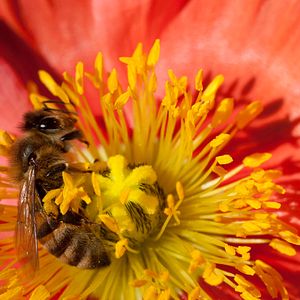 Bilder Louie Schwartzberg