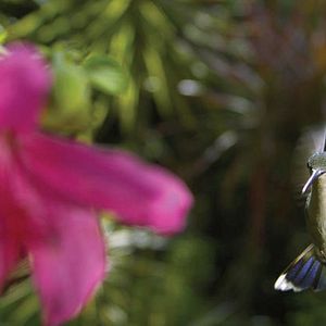 Bilder Louie Schwartzberg