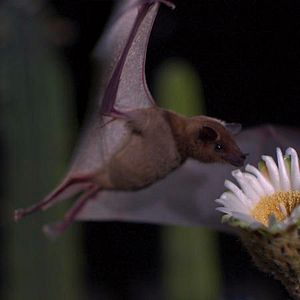 Bilder Louie Schwartzberg