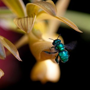 Bilder Louie Schwartzberg