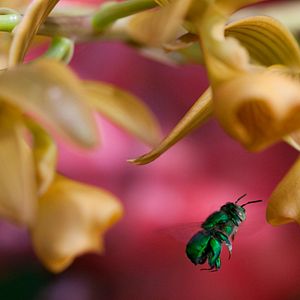 Bilder Louie Schwartzberg