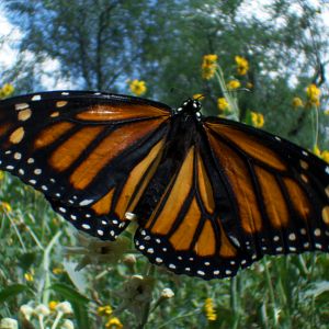 Bilder Louie Schwartzberg