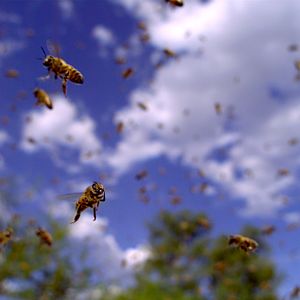 Bilder Louie Schwartzberg