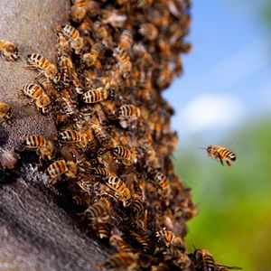 Bilder Wings of Life