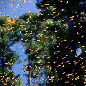 Bilder Louie Schwartzberg