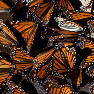 Bilder Louie Schwartzberg