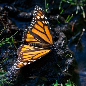 Bilder Louie Schwartzberg