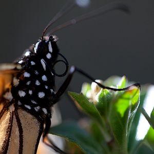 Bilder Louie Schwartzberg