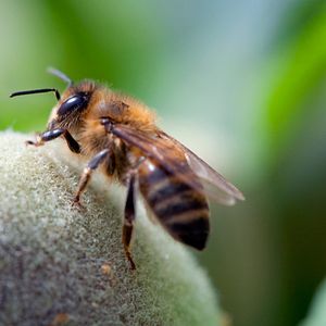 Bilder Louie Schwartzberg