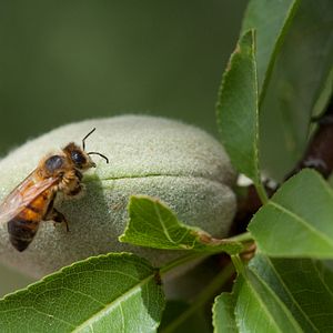 Bilder Louie Schwartzberg