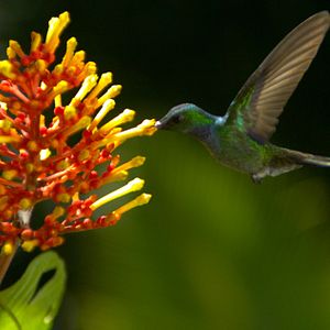 Bilder Louie Schwartzberg