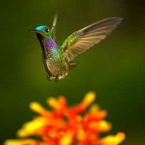 Bilder Louie Schwartzberg