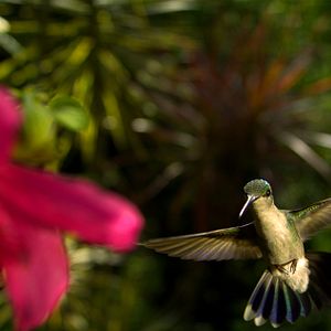 Bilder Louie Schwartzberg